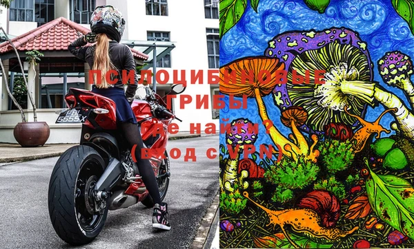 стаф Баксан